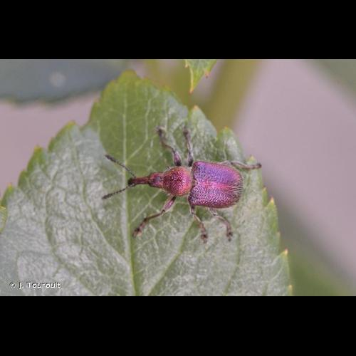 <i>Rhynchites auratus</i> (Scopoli, 1763) &copy; J. Touroult
