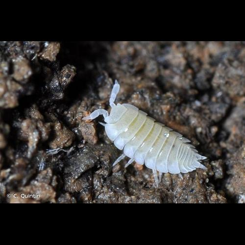 <i>Platyarthrus hoffmannseggii</i> Brandt, 1833 &copy; C. Quintin