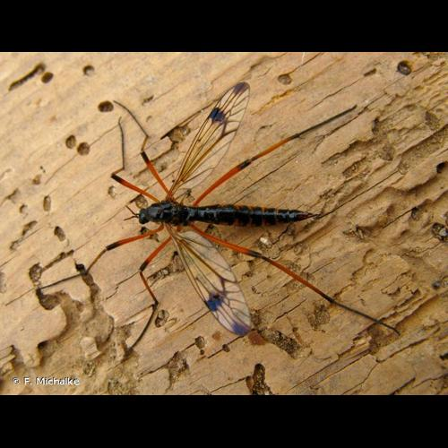 <i>Dictenidia bimaculata</i> (Linnaeus, 1761) &copy; F. Michalke