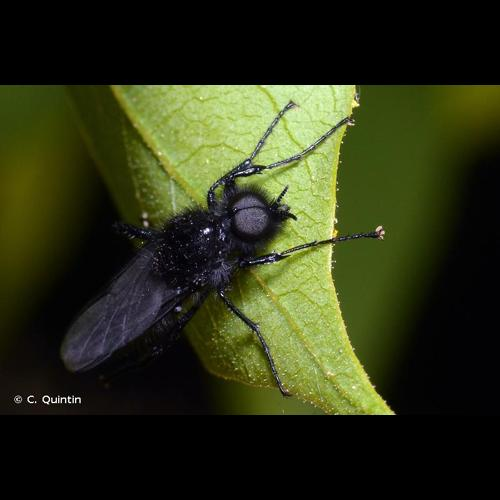 <i>Bibio marci</i> (Linnaeus, 1758) &copy; C. Quintin