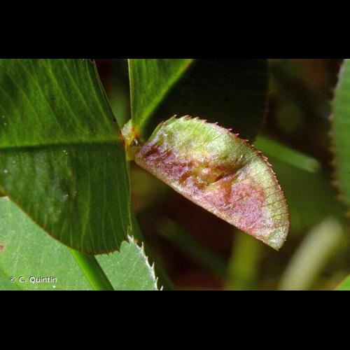 <i>Dasineura trifolii</i> (F. Löw, 1874) &copy; C. Quintin