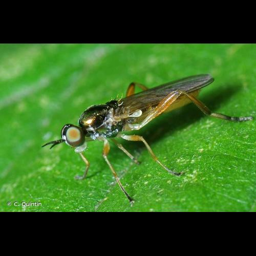 <i>Chorisops nagatomii</i> Rozkošný, 1979 &copy; C. Quintin