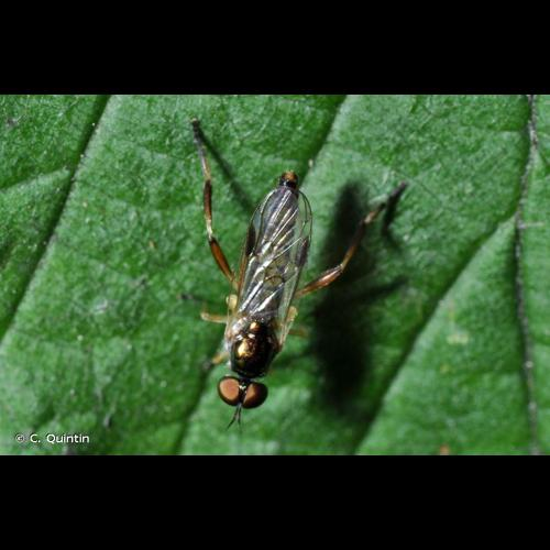 <i>Chorisops tibialis</i> (Meigen, 1820) &copy; C. Quintin