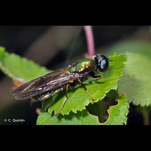 <i>Chloromyia formosa</i> (Scopoli, 1763) &copy; C. Quintin