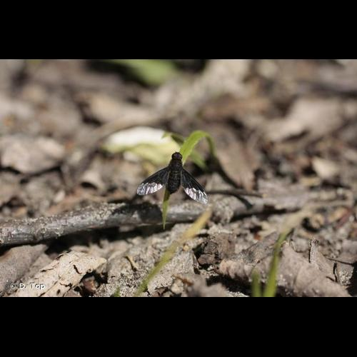 <i>Hemipenthes morio</i> (Linnaeus, 1758) &copy; D. Top