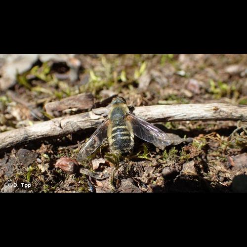 <i>Villa hottentotta</i> (Linnaeus, 1758) &copy; D. Top