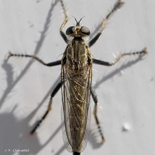 <i>Philonicus albiceps</i> (Meigen, 1820) &copy; F. Chevaillot