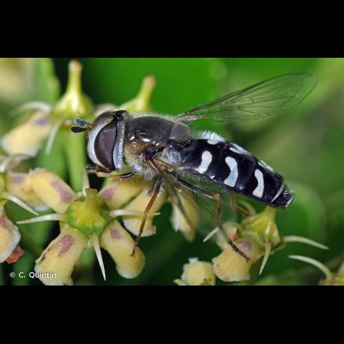 <i>Scaeva pyrastri</i> (Linnaeus, 1758) &copy; C. Quintin