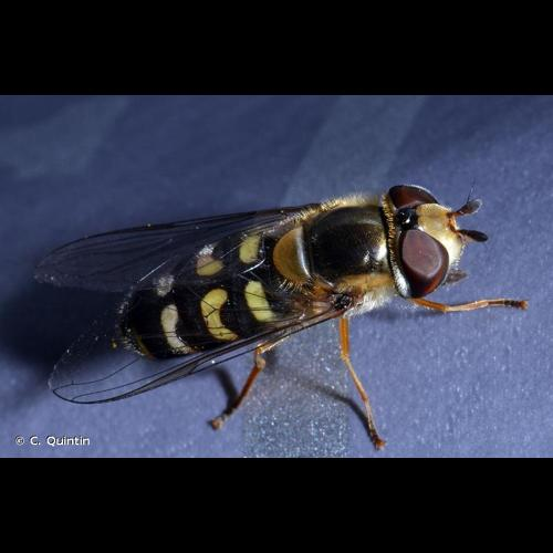 <i>Scaeva selenitica</i> (Meigen, 1822) &copy; C. Quintin