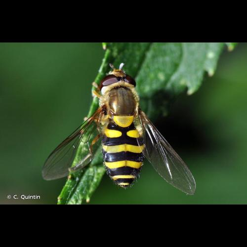 <i>Syrphus ribesii</i> (Linnaeus, 1758) &copy; C. Quintin