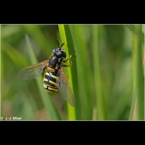 <i>Chrysotoxum cautum</i> (Harris, 1778) &copy; 