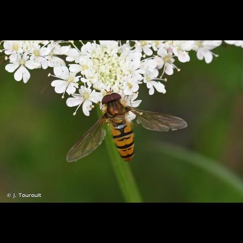 <i>Episyrphus balteatus</i> (De Geer, 1776) &copy; J. Touroult