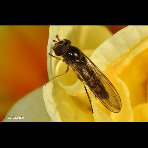<i>Melanostoma scalare</i> (Fabricius, 1794) &copy; C. Quintin