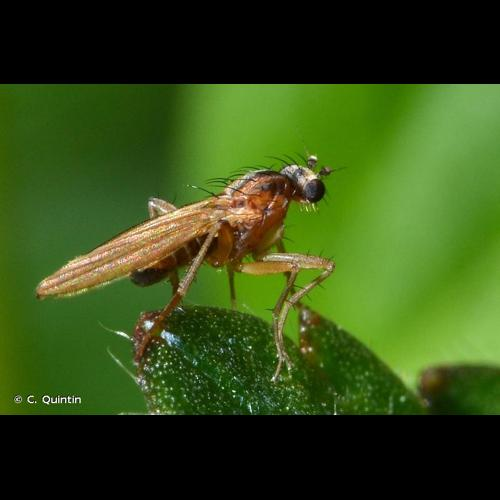 <i>Lonchoptera lutea</i> Panzer, 1809 &copy; C. Quintin