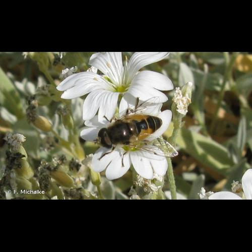 <i>Eristalis arbustorum</i> (Linnaeus, 1758) &copy; F. Michalke