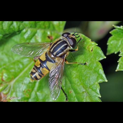 <i>Helophilus trivittatus</i> (Fabricius, 1805) &copy; C. Quintin