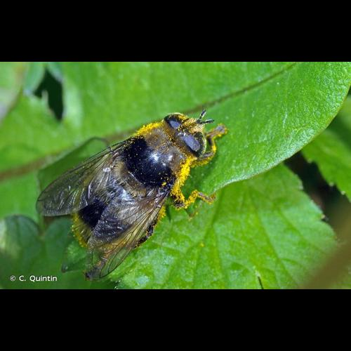 <i>Merodon equestris</i> (Fabricius, 1794) &copy; C. Quintin