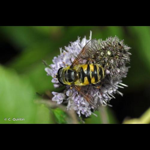 <i>Myathropa florea</i> (Linnaeus, 1758) &copy; C. Quintin
