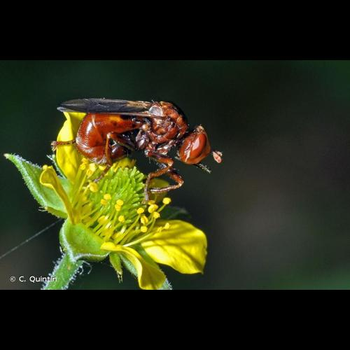 <i>Sicus ferrugineus</i> (Linnaeus, 1761) &copy; C. Quintin