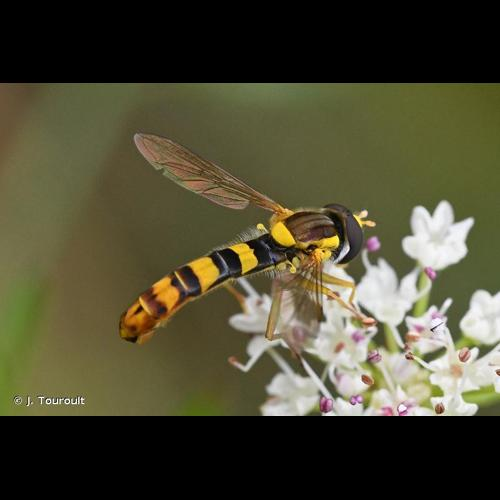 <i>Sphaerophoria scripta</i> (Linnaeus, 1758) &copy; J. Touroult