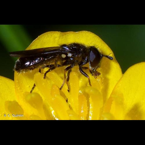 <i>Heringia heringi</i> (Zetterstedt, 1843) &copy; C. Quintin