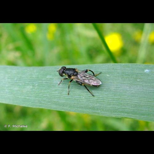 <i>Syritta pipiens</i> (Linnaeus, 1758) &copy; F. Michalke