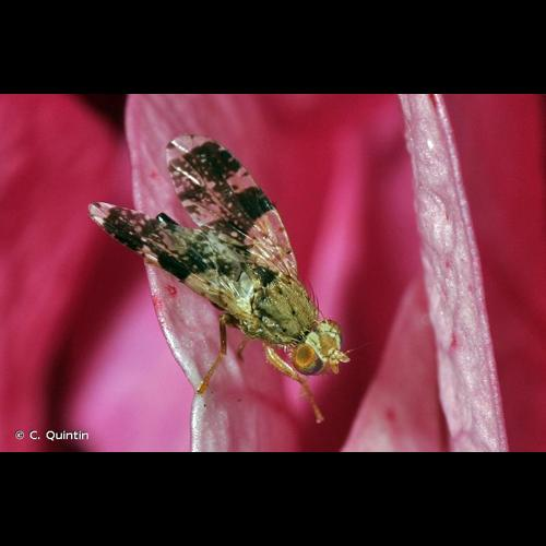<i>Tephritis formosa</i> (Loew, 1844) &copy; C. Quintin