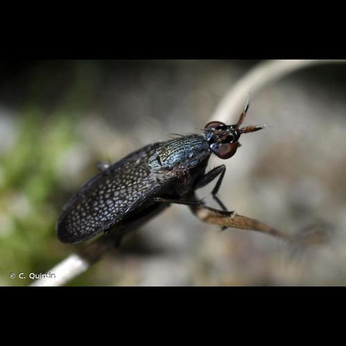 <i>Coremacera marginata</i> (Fabricius, 1775) &copy; C. Quintin