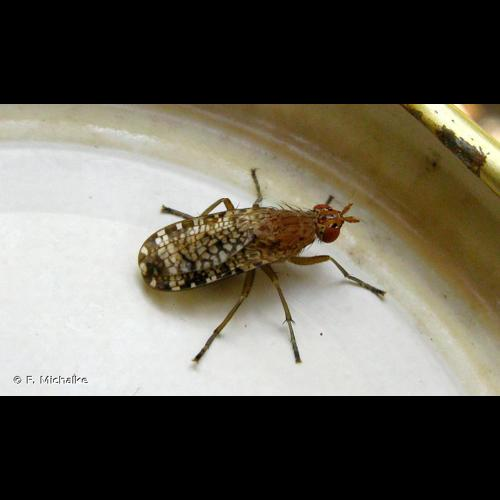 <i>Euthycera chaerophylli</i> (Fabricius, 1798) &copy; F. Michalke