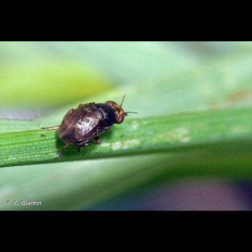 <i>Camarota curvipennis</i> (Latreille, 1805) &copy; C. Quintin