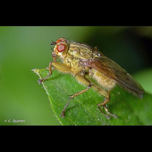 <i>Scathophaga stercoraria</i> (Linnaeus, 1758) &copy; C. Quintin