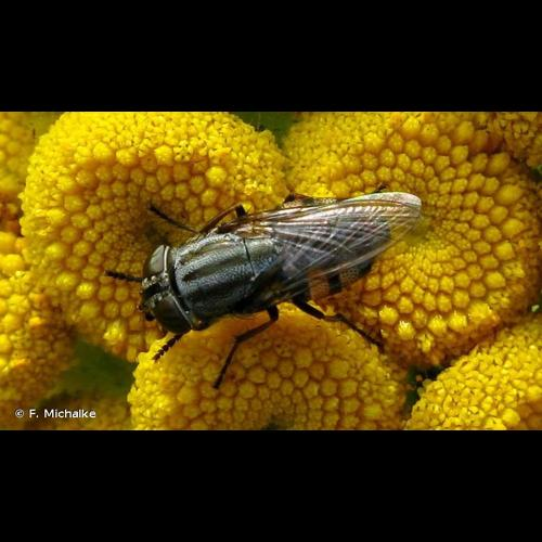 <i>Stomorhina lunata</i> (Fabricius, 1805) &copy; F. Michalke