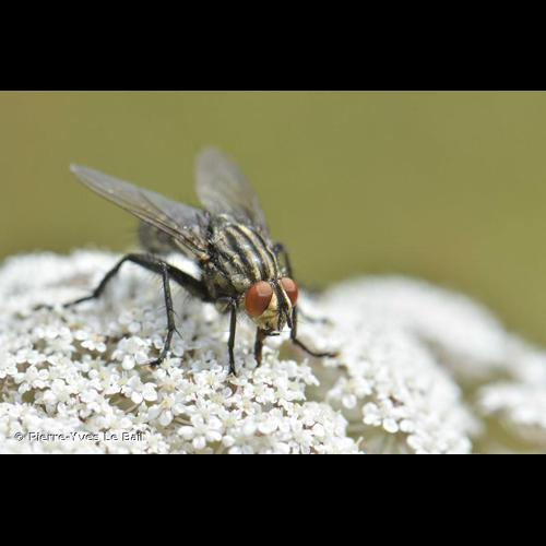<i>Sarcophaga carnaria</i> (Linnaeus, 1758) &copy; Pierre-Yves Le Bail