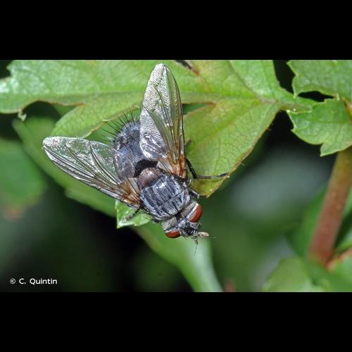 <i>Blepharipa pratensis</i> (Meigen, 1824) &copy; C. Quintin