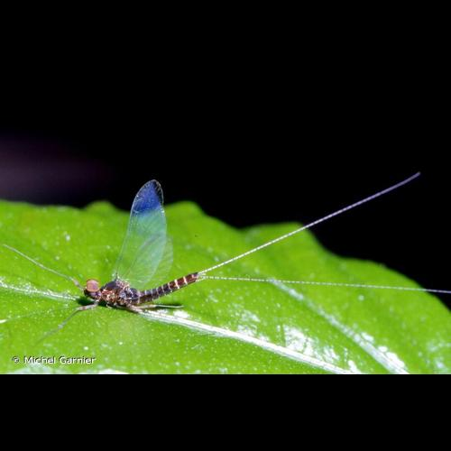 <i>Cloeon dipterum</i> (Linnaeus, 1761) &copy; Michel Garnier