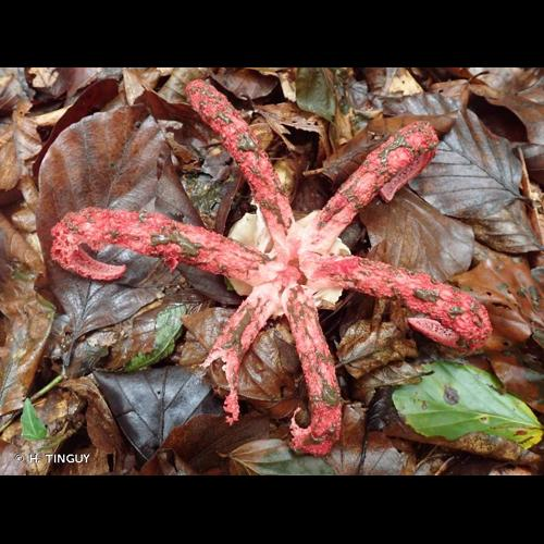 <i>Clathrus archeri</i> (Berk.) Dring, 1980 &copy; H. TINGUY