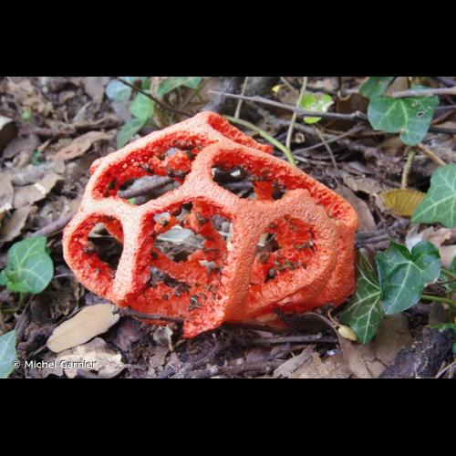 <i>Clathrus ruber</i> P.Micheli ex Pers., 1801 &copy; Michel Garnier