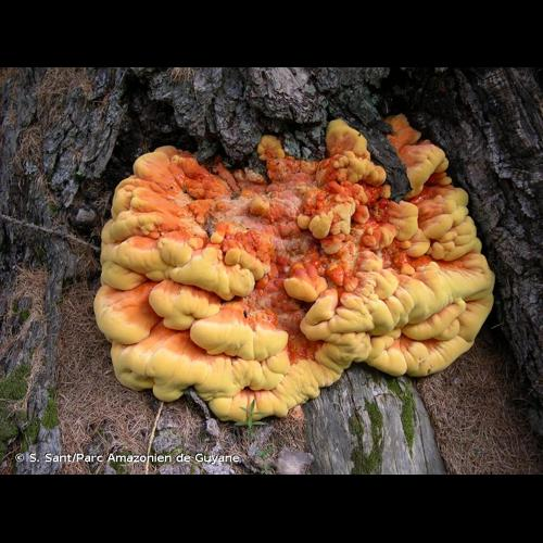 <i>Laetiporus sulphureus</i> (Bull.) Murrill, 1920 &copy; S. Sant/Parc Amazonien de Guyane