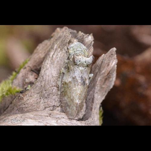 <i>Ledra aurita</i> (Linnaeus, 1758) &copy; J. Touroult