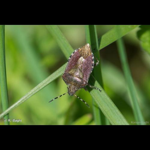 <i>Dolycoris baccarum</i> (Linnaeus, 1758) &copy; R. Baghi