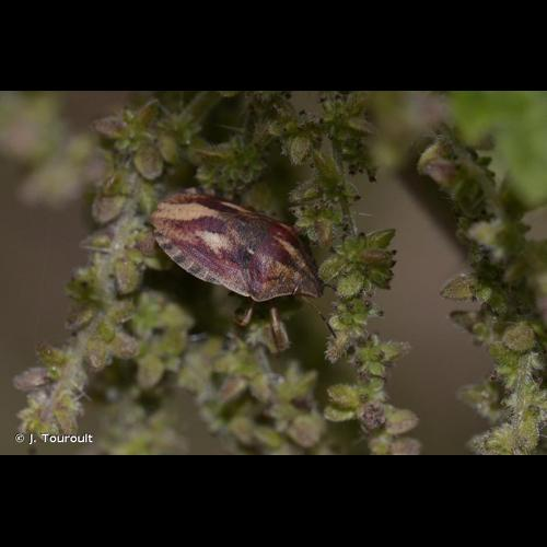 <i>Eurygaster maura</i> (Linnaeus, 1758) &copy; J. Touroult