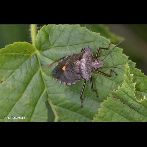 <i>Pentatoma rufipes</i> (Linnaeus, 1758) &copy; J. Touroult