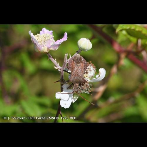 <i>Coreus marginatus</i> (Linnaeus, 1758) &copy; J. Touroult - LPR Corse - MNHN, CdC, OFB