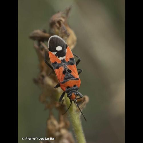 <i>Lygaeus equestris</i> (Linnaeus, 1758) &copy; Pierre-Yves Le Bail