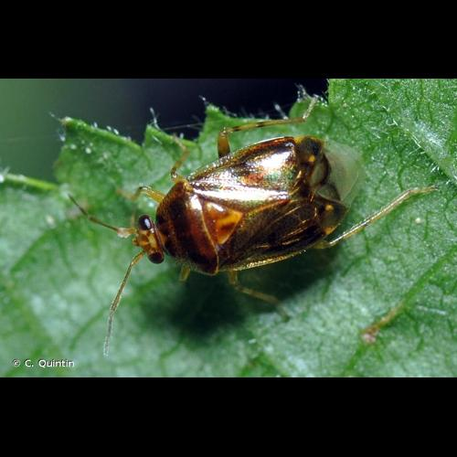 <i>Deraeocoris lutescens</i> (Schilling, 1837) &copy; C. Quintin