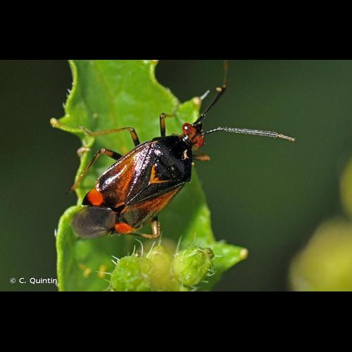 <i>Deraeocoris ruber</i> (Linnaeus, 1758) &copy; C. Quintin