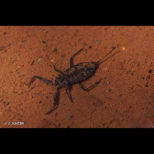 <i>Nepa cinerea</i> Linnaeus, 1758 &copy; J. ICHTER