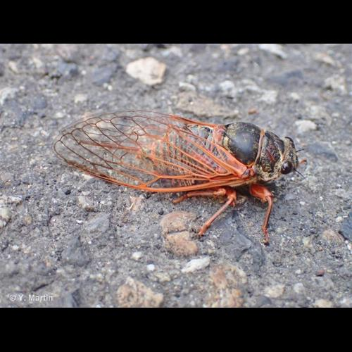 <i>Tibicina haematodes</i> (Scopoli, 1763) &copy; 