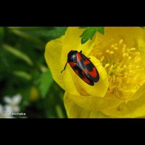 <i>Cercopis vulnerata</i> Rossi, 1807 &copy; F. Michalke