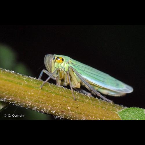 <i>Cicadella viridis</i> (Linnaeus, 1758) &copy; C. Quintin
